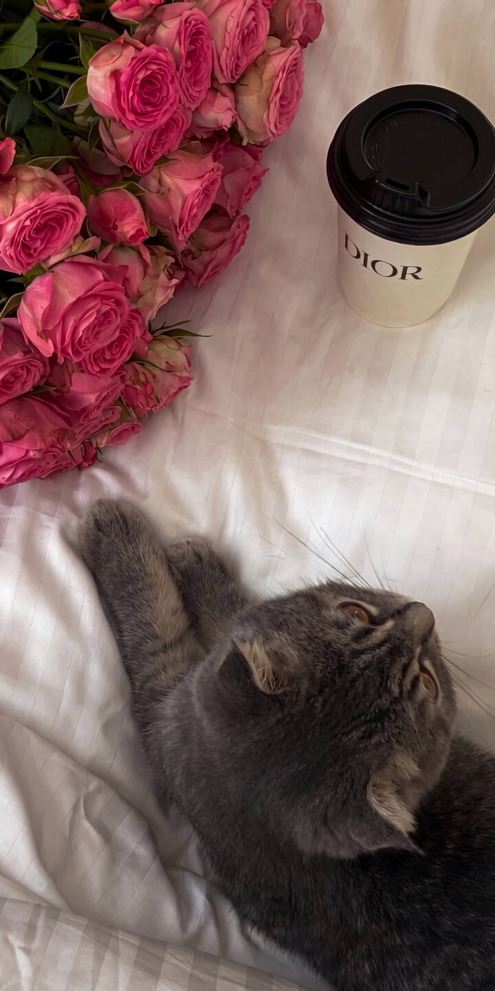 A sweet grey cat lies on its back with its paws playfully up, surrounded by vibrant pink roses and a chic DIOR coffee cup, creating an utterly charming 4K wallpaper. This delightful scene makes a perfect wallpaper for your iPhone, bringing a touch of cozy luxury to your screen. | aesthetic cat iphone cozy wallpaper dior kitten mobile 4k wallpaper hd wallpaper pink roses feline A sweet grey cat lies on its back with its paws playfully up, surrounded by vibrant pink roses and a chic DIOR coffee cup, creating an utterly charming 4K wallpaper. This delightful scene makes a perfect wallpaper for your iPhone, bringing a touch of cozy luxury to your screen.
