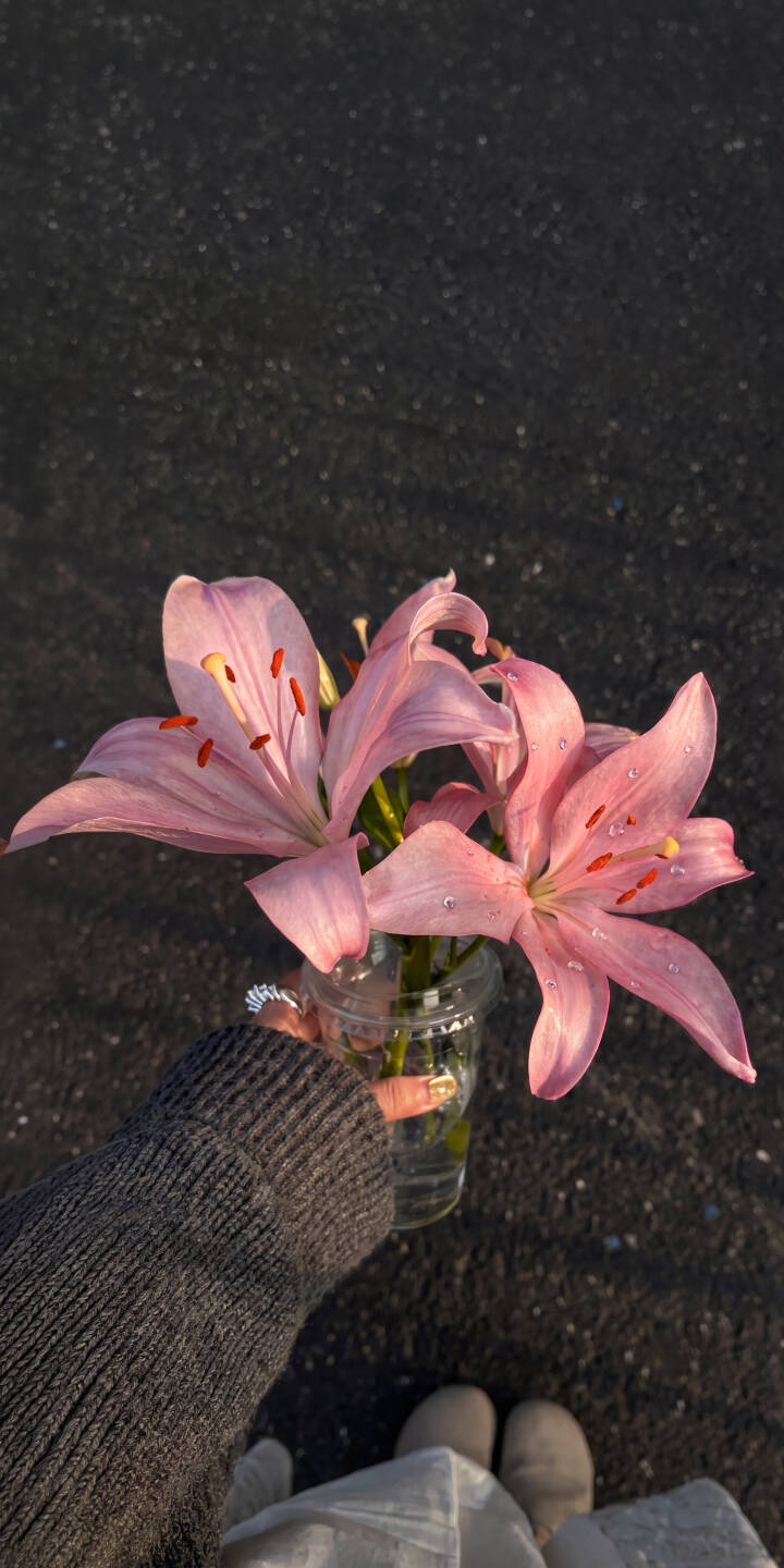 Delicate pink lilies adorned with fresh water droplets take center stage, held in hand against a textured dark asphalt background in this serene 4K wallpaper. This beautiful floral wallpaper makes a perfect, tranquil backdrop for your iPhone. | aesthetic flowers iphone nature wallpaper mobile 4k wallpaper hd wallpaper serene lilies pink lilies dewdrop Delicate pink lilies adorned with fresh water droplets take center stage, held in hand against a textured dark asphalt background in this serene 4K wallpaper. This beautiful floral wallpaper makes a perfect, tranquil backdrop for your iPhone.