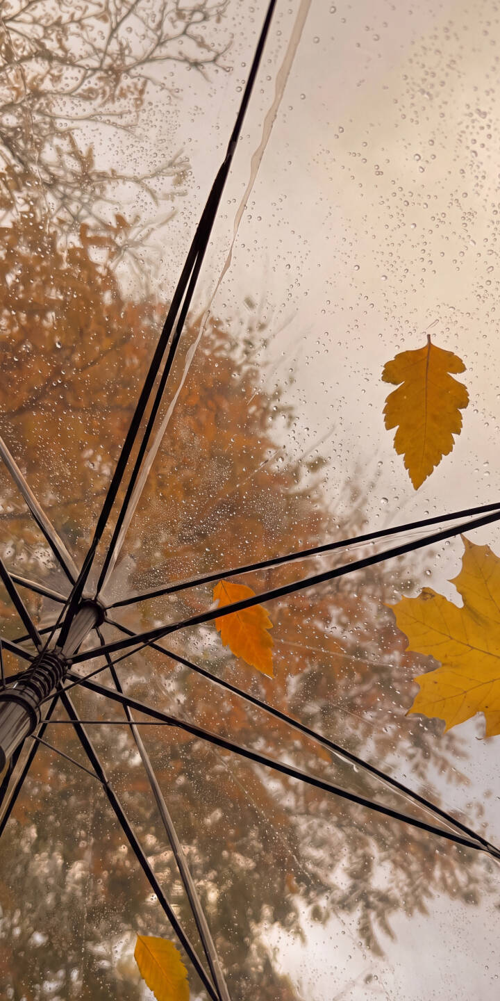 Raindrops cling to the transparent umbrella canopy, offering a unique perspective of golden autumn leaves and blurred trees beyond, making this a truly atmospheric 4K wallpaper for iPhone. This serene autumn wallpaper perfectly captures the beauty of a rainy fall day. | aesthetic umbrella fall iphone nature autumn leaves wallpaper mobile 4k wallpaper hd wallpaper raindrops Raindrops cling to the transparent umbrella canopy, offering a unique perspective of golden autumn leaves and blurred trees beyond, making this a truly atmospheric 4K wallpaper for iPhone. This serene autumn wallpaper perfectly captures the beauty of a rainy fall day.
