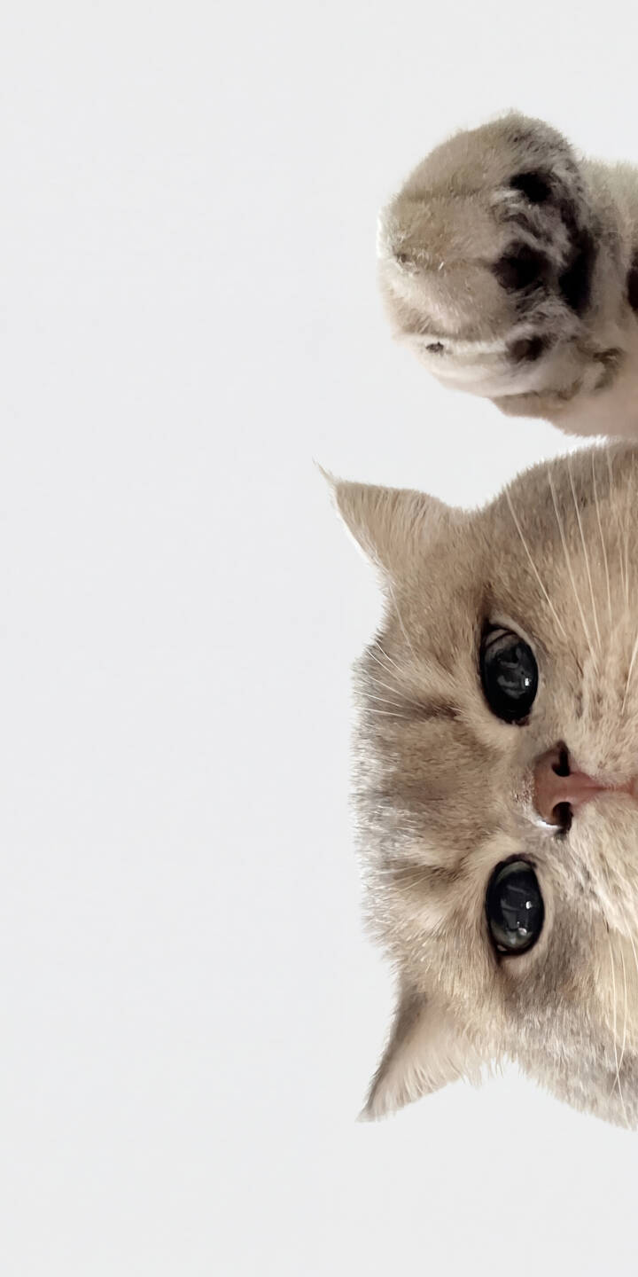 A fluffy cat with huge, curious eyes peeks from the top corner, its paw just visible against a pristine white background in this stunning 4K wallpaper. This delightful cat wallpaper is perfect for any iPhone, adding a touch of cuteness to your screen. | animal cat cute iphone wallpaper white background kitten mobile peek 4k wallpaper hd wallpaper adorable A fluffy cat with huge, curious eyes peeks from the top corner, its paw just visible against a pristine white background in this stunning 4K wallpaper. This delightful cat wallpaper is perfect for any iPhone, adding a touch of cuteness to your screen.