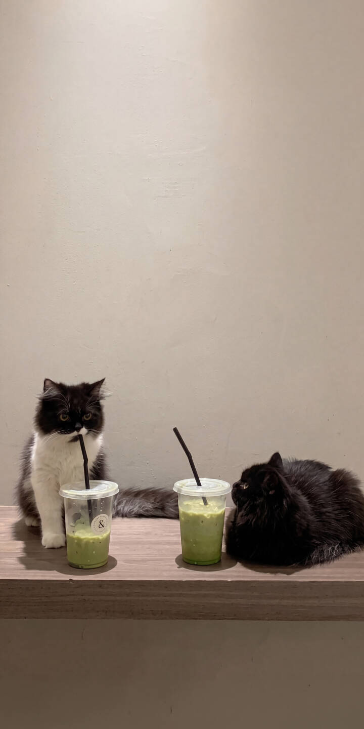 The fluffy black and white cat holds a straw in its mouth, looking charming next to a vibrant green drink in this playful 4K wallpaper for iPhone. It's an adorable cat wallpaper perfect for animal lovers. | cat cute iphone animals wallpaper pets drinks mobile matcha fluffy 4k wallpaper hd wallpaper The fluffy black and white cat holds a straw in its mouth, looking charming next to a vibrant green drink in this playful 4K wallpaper for iPhone. It's an adorable cat wallpaper perfect for animal lovers.