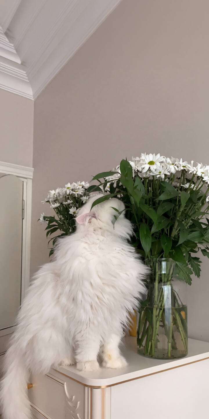 A fluffy white cat curiously sniffs delicate white daisies in a vase, creating a serene and charming scene for this stunning 4K wallpaper, making it a perfect aesthetic wallpaper for your iPhone. | aesthetic flowers cat cute iphone wallpaper mobile white cat 4k wallpaper hd wallpaper daisies fluffy cat A fluffy white cat curiously sniffs delicate white daisies in a vase, creating a serene and charming scene for this stunning 4K wallpaper, making it a perfect aesthetic wallpaper for your iPhone.