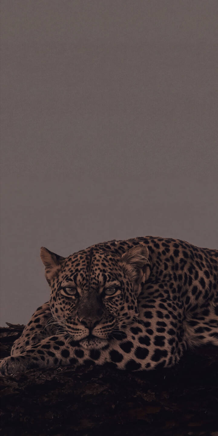 The leopard's intense, relaxed gaze captures attention, showcasing its beautiful spotted fur in this stunning 4K wallpaper — a perfect wallpaper for iPhone wildlife enthusiasts. | aesthetic animal iphone nature leopard wallpaper mobile 4k wallpaper hd wallpaper wildlife big cat serene The leopard's intense, relaxed gaze captures attention, showcasing its beautiful spotted fur in this stunning 4K wallpaper — a perfect wallpaper for iPhone wildlife enthusiasts.