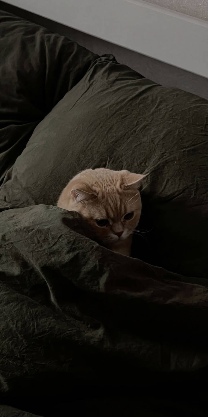 A shy, light orange-furred cat peeks from beneath dark green, crumpled blankets in this adorable 4K wallpaper. This cozy wallpaper for iPhone captures a peaceful, intimate moment perfect for your home screen. | aesthetic cat cute iphone cozy wallpaper kitten mobile 4k wallpaper hd wallpaper feline dark green A shy, light orange-furred cat peeks from beneath dark green, crumpled blankets in this adorable 4K wallpaper. This cozy wallpaper for iPhone captures a peaceful, intimate moment perfect for your home screen.