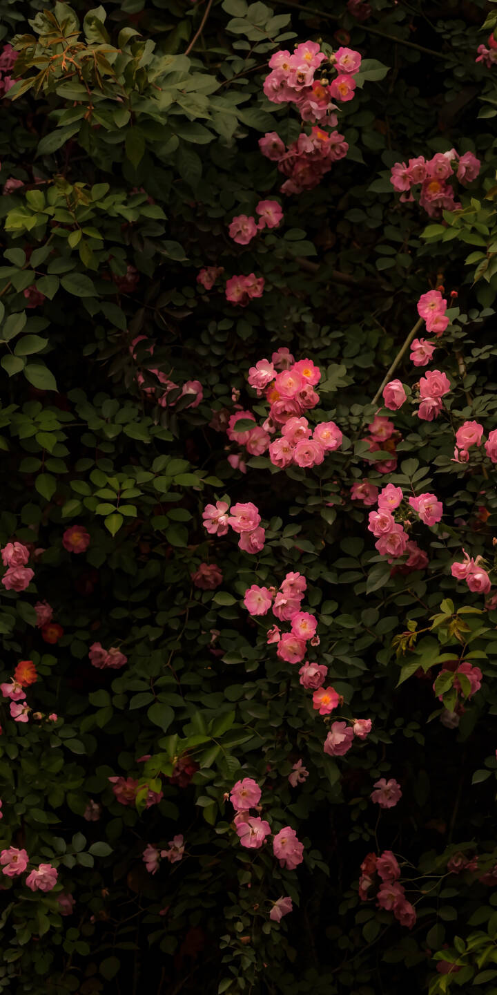 Dark green foliage frames clusters of vibrant pink roses, their delicate petals glowing softly against the rich backdrop in this stunning 4K nature wallpaper, a perfect aesthetic wallpaper for iPhone. This tranquil scene provides an elegant and calming display for your mobile screen. | aesthetic flowers iphone nature wallpaper garden mobile roses floral 4k wallpaper hd wallpaper pink roses Dark green foliage frames clusters of vibrant pink roses, their delicate petals glowing softly against the rich backdrop in this stunning 4K nature wallpaper, a perfect aesthetic wallpaper for iPhone. This tranquil scene provides an elegant and calming display for your mobile screen.