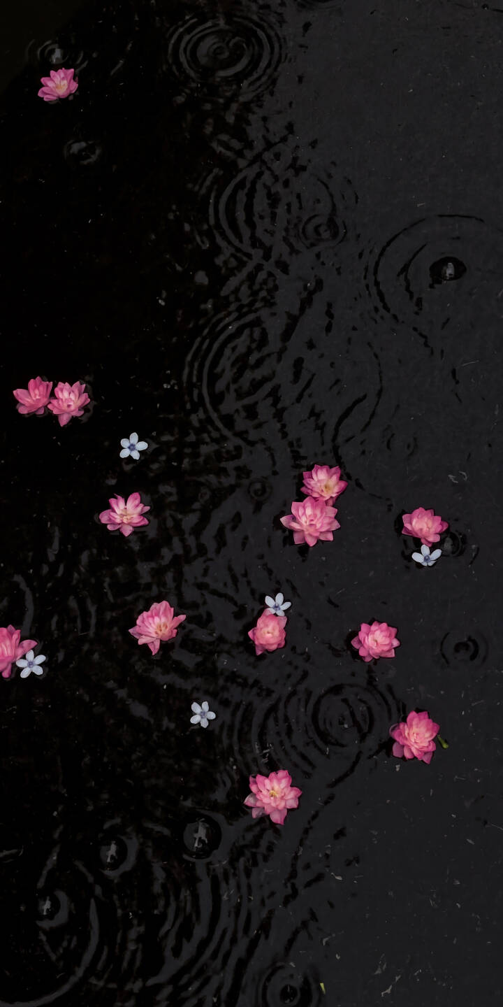 Gentle rain ripples across the dark water surface, cradling vibrant pink flowers and delicate white blossoms in this serene 4K wallpaper. This beautiful wallpaper for iPhone brings a touch of calm nature to your screen. | aesthetic flowers water rain iphone nature wallpaper mobile 4k wallpaper hd wallpaper pink flowers dark aesthetic Gentle rain ripples across the dark water surface, cradling vibrant pink flowers and delicate white blossoms in this serene 4K wallpaper. This beautiful wallpaper for iPhone brings a touch of calm nature to your screen.
