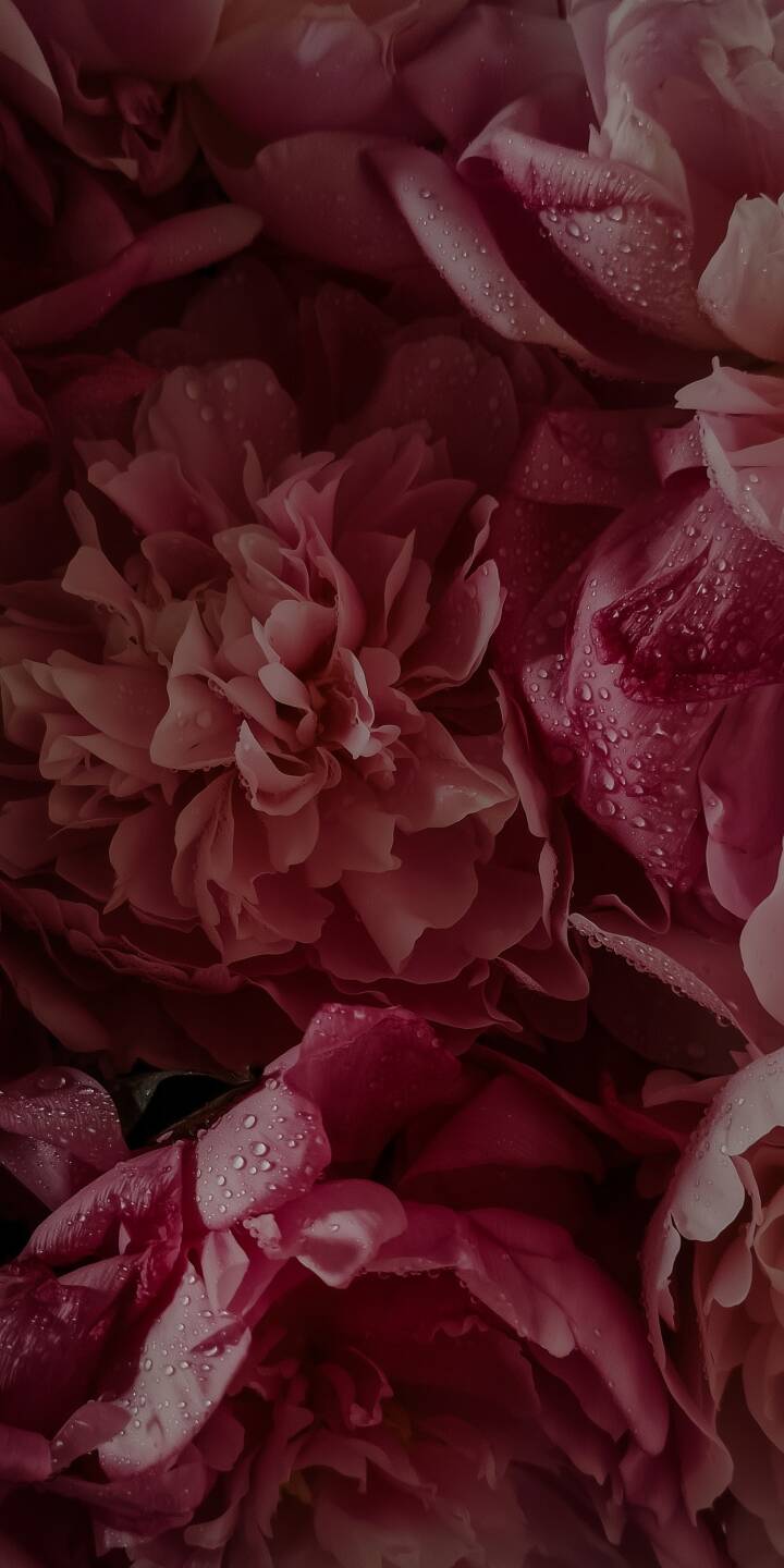 Sparkling water droplets adorn the velvety deep pink petals of these peonies, creating a stunning 4K wallpaper perfect for iPhone. This natural, elegant wallpaper captures the delicate beauty of fresh blooms. | pink flower iphone nature wallpaper mobile macro 4k wallpaper hd wallpaper water droplets floral aesthetic peony Sparkling water droplets adorn the velvety deep pink petals of these peonies, creating a stunning 4K wallpaper perfect for iPhone. This natural, elegant wallpaper captures the delicate beauty of fresh blooms.