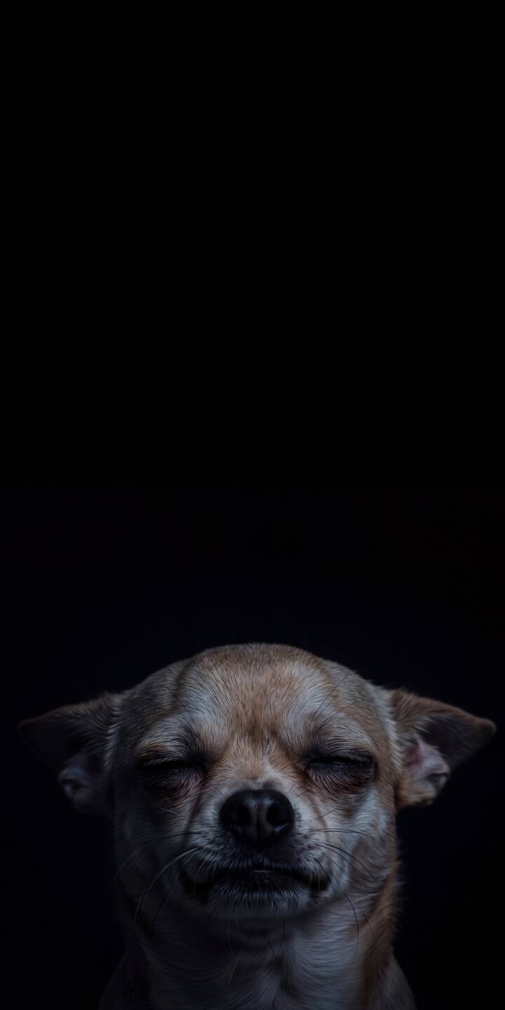 Gentle light softly illuminates the tranquil face of a Chihuahua, eyes calmly shut, against a striking black void in this beautiful 4K wallpaper, making it an ideal minimalist wallpaper for iPhone users. | dark dog pet cute iphone minimalist wallpaper sleepy mobile 4k wallpaper hd wallpaper chihuahua Gentle light softly illuminates the tranquil face of a Chihuahua, eyes calmly shut, against a striking black void in this beautiful 4K wallpaper, making it an ideal minimalist wallpaper for iPhone users.