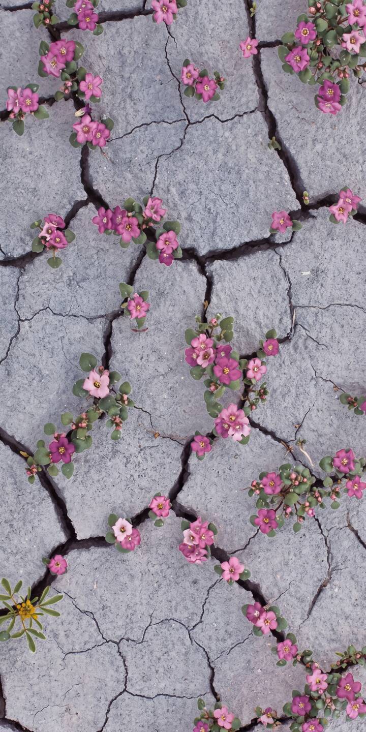 Delicate pink blossoms burst vibrantly through the intricate, dark grey cracks of parched earth in this inspiring 4K wallpaper, making a stunning wallpaper choice for iPhone. | aesthetic flowers iphone nature wallpaper mobile 4k wallpaper hd wallpaper pink flowers resilience cracked earth Delicate pink blossoms burst vibrantly through the intricate, dark grey cracks of parched earth in this inspiring 4K wallpaper, making a stunning wallpaper choice for iPhone.