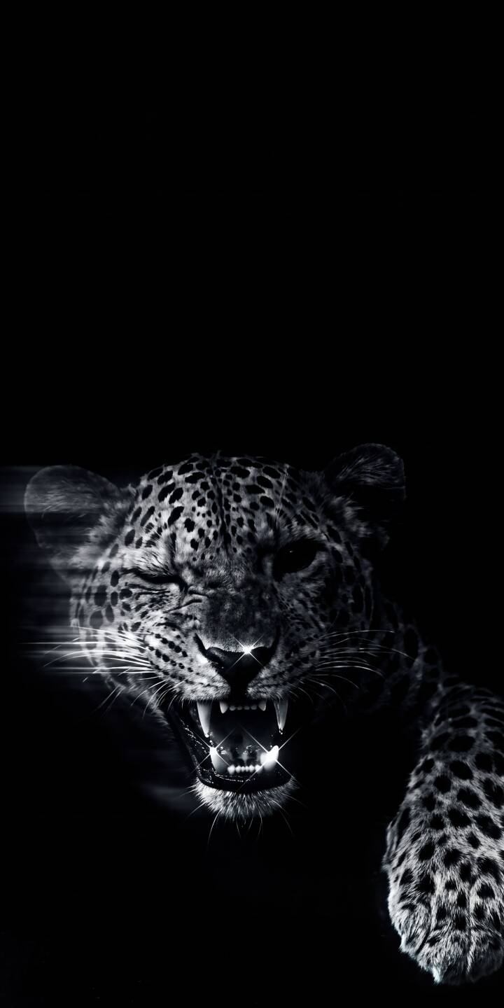 The leopard's ferocious snarl, punctuated by gleaming fangs and a sparkling nose, bursts from the dark background in this intense 4K animal wallpaper. This dramatic monochrome wallpaper for iPhone users captures raw natural power. | iphone leopard panther wallpaper mobile 4k wallpaper hd wallpaper wildlife big cat dark aesthetic fierce monochrome The leopard's ferocious snarl, punctuated by gleaming fangs and a sparkling nose, bursts from the dark background in this intense 4K animal wallpaper. This dramatic monochrome wallpaper for iPhone users captures raw natural power.