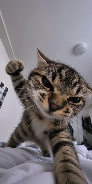A playful yet fierce tabby kitten delivers an adorable 'attack' with an intense gaze and raised paw, captured in this charming 4K wallpaper. This dynamic close-up cat wallpaper is perfect for personalizing your iPhone screen with a dose of feline personality.