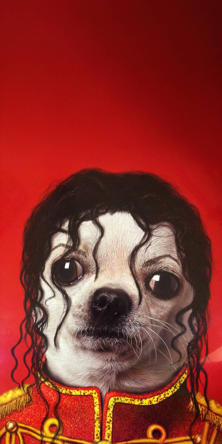 A tiny Chihuahua with wide, curious eyes sports a black curly wig and Michael Jackson's iconic red military jacket, creating a uniquely amusing 4K wallpaper. This delightful wallpaper is a perfect fit for your iPhone. | funny dog costume cute iphone wallpaper mobile 4k wallpaper hd wallpaper red aesthetic michael jackson chihuahua A tiny Chihuahua with wide, curious eyes sports a black curly wig and Michael Jackson's iconic red military jacket, creating a uniquely amusing 4K wallpaper. This delightful wallpaper is a perfect fit for your iPhone.