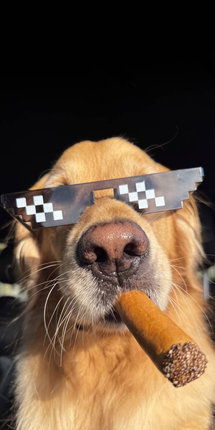 Sporting iconic pixelated 'deal with it' sunglasses and a cool cigar, this Golden Retriever exudes undeniable humor in this striking 4K wallpaper. It's the perfect funny dog wallpaper for your iPhone, guaranteed to bring a smile. | meme funny dog cigar iphone wallpaper mobile thug life 4k wallpaper hd wallpaper golden retriever pixel glasses Sporting iconic pixelated 'deal with it' sunglasses and a cool cigar, this Golden Retriever exudes undeniable humor in this striking 4K wallpaper. It's the perfect funny dog wallpaper for your iPhone, guaranteed to bring a smile.