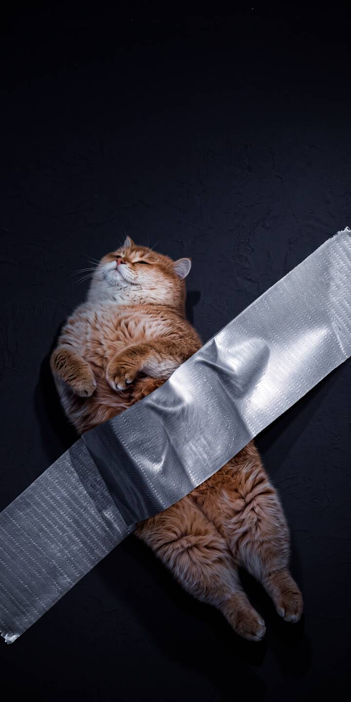 Golden ginger fur gleams and eyes are blissfully closed as this adorable cat is amusingly secured to a dark surface with a strip of silvery duct tape in this unique 4K wallpaper. This captivating scene makes a purr-fectly distinct wallpaper for iPhone users seeking a charming and memorable backdrop. | aesthetic animal cat cute iphone wallpaper mobile 4k wallpaper hd wallpaper ginger cat funny cat duct tape Golden ginger fur gleams and eyes are blissfully closed as this adorable cat is amusingly secured to a dark surface with a strip of silvery duct tape in this unique 4K wallpaper. This captivating scene makes a purr-fectly distinct wallpaper for iPhone users seeking a charming and memorable backdrop.