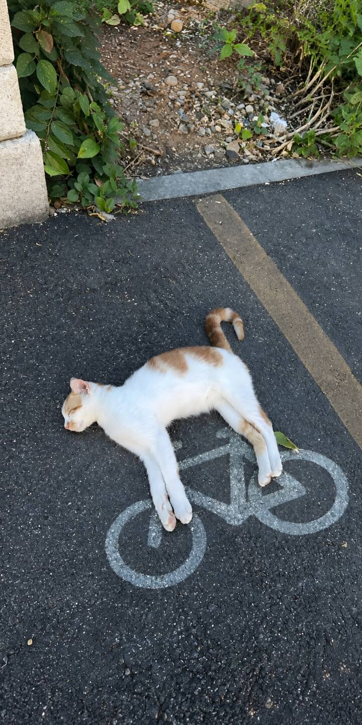 A serene white and orange cat enjoys a peaceful nap directly on a bicycle symbol painted on dark asphalt, creating a charming 4K wallpaper for your iPhone. This delightful cat wallpaper perfectly captures a moment of quiet relaxation amidst an urban setting. | animal cat relax 4k cute A serene white and orange cat enjoys a peaceful nap directly on a bicycle symbol painted on dark asphalt, creating a charming 4K wallpaper for your iPhone. This delightful cat wallpaper perfectly captures a moment of quiet relaxation amidst an urban setting.