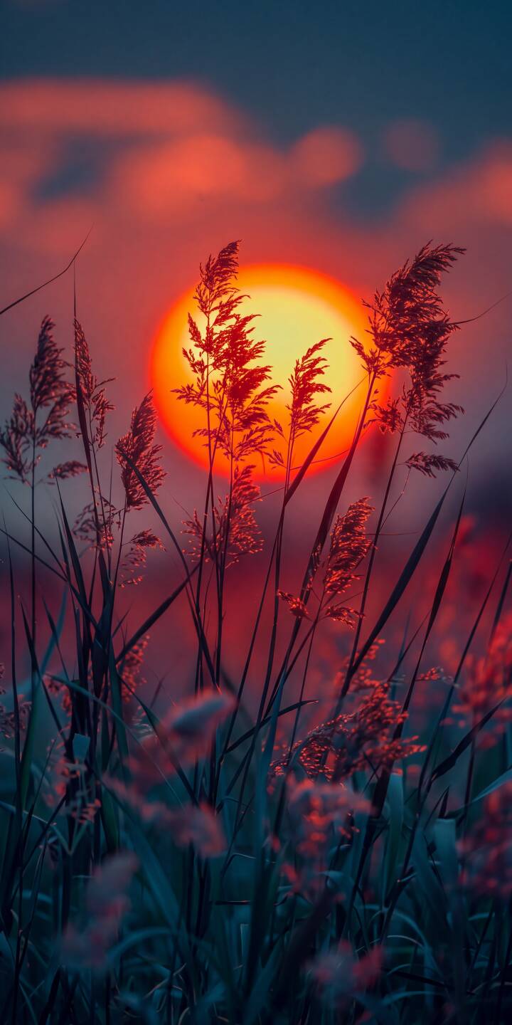 Striking orange hues illuminate the tall reeds, silhouetting them against a vibrant setting sun in this serene 4K wallpaper. This nature wallpaper for iPhone perfectly captures the peaceful glow of twilight. | aesthetic sunset iphone nature wallpaper vibrant mobile golden hour 4k wallpaper hd wallpaper scenic reeds Striking orange hues illuminate the tall reeds, silhouetting them against a vibrant setting sun in this serene 4K wallpaper. This nature wallpaper for iPhone perfectly captures the peaceful glow of twilight.