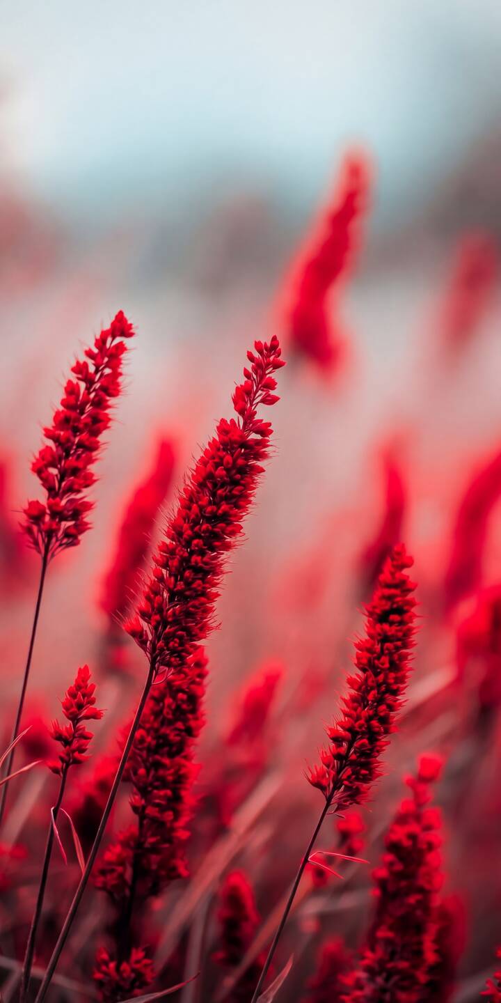 Vibrant red flora spikes stand out vividly against a soft, blurred backdrop, presenting a striking 4K wallpaper. This captivating aesthetic wallpaper is perfect for any iPhone screen. | aesthetic iphone nature wallpaper vibrant plants mobile 4k wallpaper hd wallpaper botanical crimson red flora Vibrant red flora spikes stand out vividly against a soft, blurred backdrop, presenting a striking 4K wallpaper. This captivating aesthetic wallpaper is perfect for any iPhone screen.