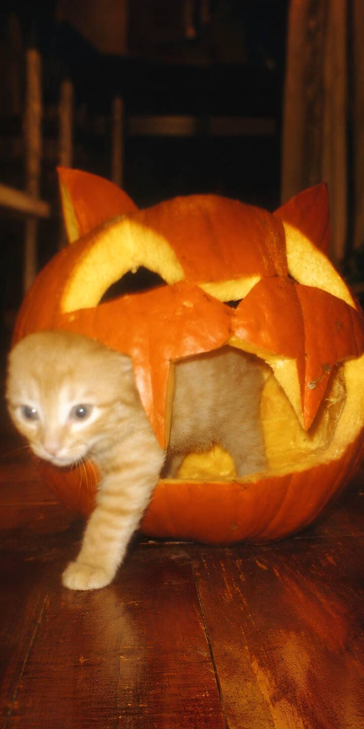 A tiny ginger kitten playfully peeks out from the glowing mouth of a cat-faced carved pumpkin in this adorable 4K wallpaper. This delightful wallpaper is perfect for adding a touch of cozy Halloween charm to your iPhone. | cat halloween 4k cute kitten A tiny ginger kitten playfully peeks out from the glowing mouth of a cat-faced carved pumpkin in this adorable 4K wallpaper. This delightful wallpaper is perfect for adding a touch of cozy Halloween charm to your iPhone.