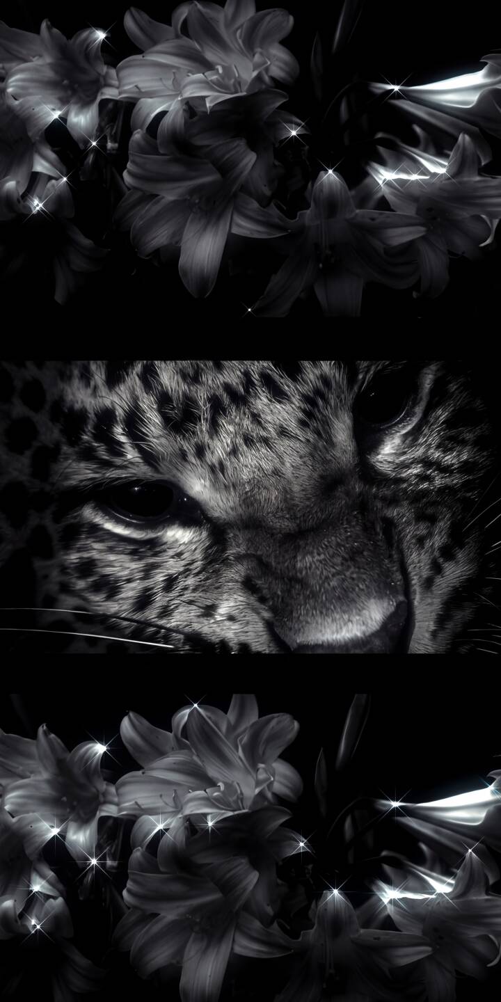 The intense gaze of a leopard emerges from a dark floral background, shimmering with subtle light effects in this stunning 4K grayscale wallpaper. This elegant animal and flower wallpaper is a sophisticated choice for your iPhone. | flowers animal iphone leopard wallpaper black and white mobile 4k wallpaper hd wallpaper big cat dark aesthetic The intense gaze of a leopard emerges from a dark floral background, shimmering with subtle light effects in this stunning 4K grayscale wallpaper. This elegant animal and flower wallpaper is a sophisticated choice for your iPhone.