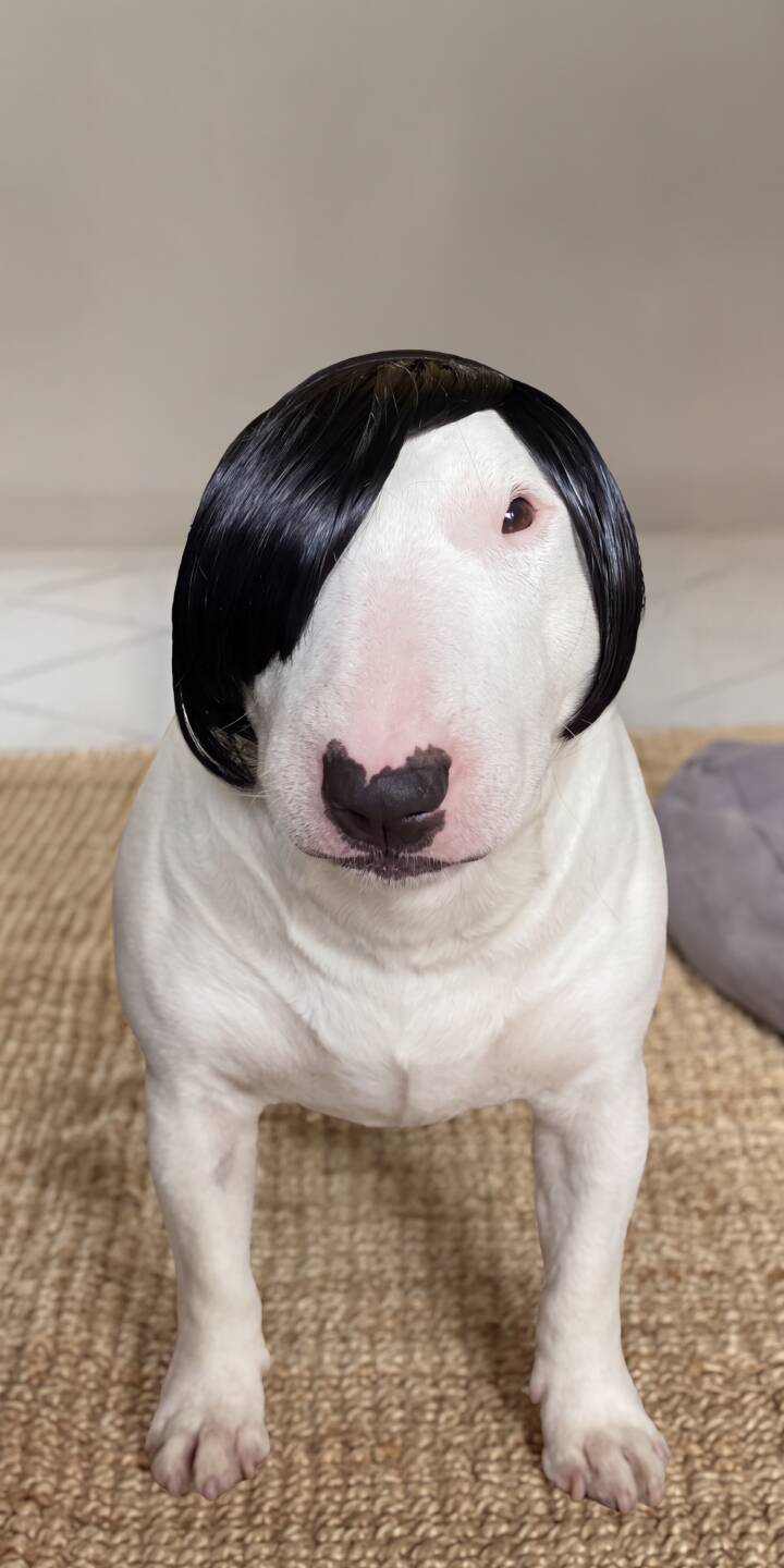 A white Bull Terrier sports a hilarious black emo wig, with bangs falling over one eye, making for an irresistibly quirky 4K wallpaper â a truly unique wallpaper for iPhone that is sure to make you smile. | funny dog pet wig iphone wallpaper mobile 4k wallpaper hd wallpaper emo bull terrier A white Bull Terrier sports a hilarious black emo wig, with bangs falling over one eye, making for an irresistibly quirky 4K wallpaper â a truly unique wallpaper for iPhone that is sure to make you smile.