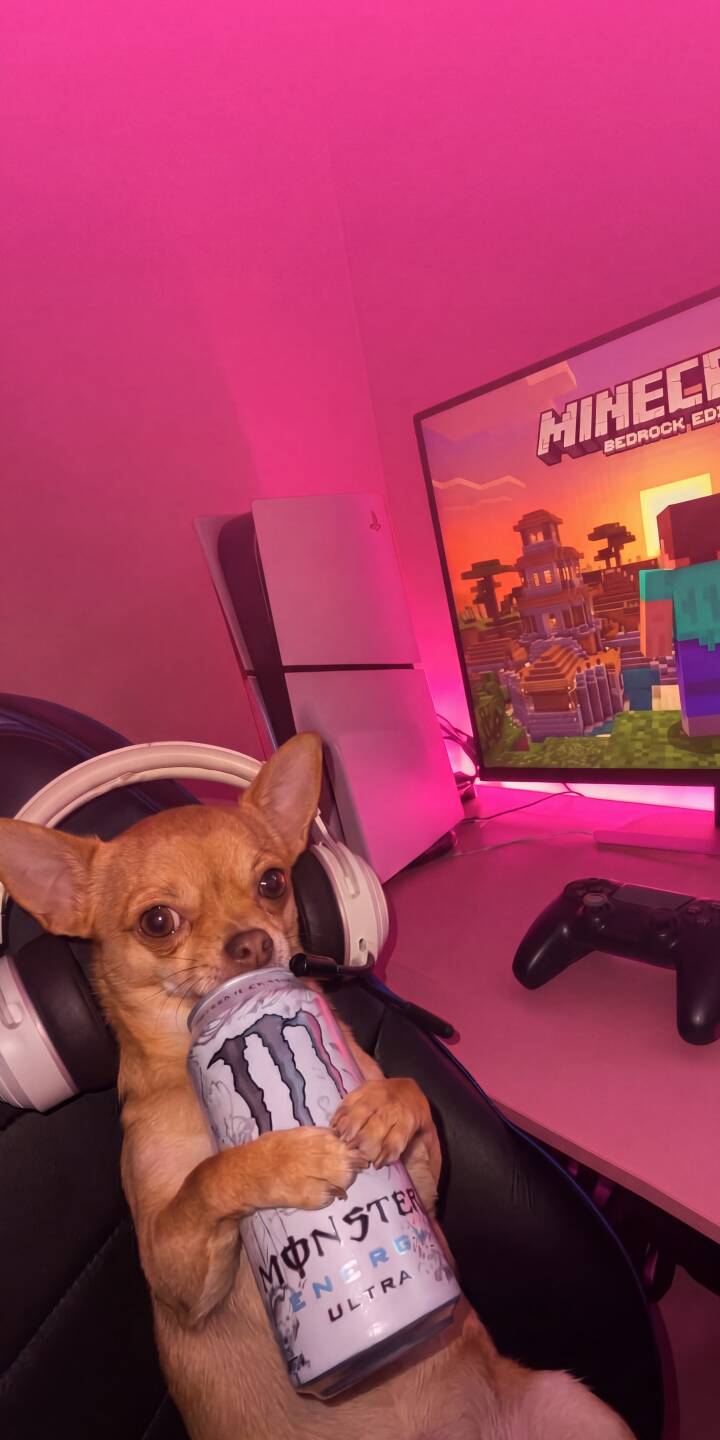 With wide, curious eyes, this adorable Chihuahua, complete with white headphones, grips a Monster Energy Ultra can in a vibrant pink-lit gaming setup, creating an epic 4K wallpaper. This charming gamer dog wallpaper is perfect for any iPhone. | dog iphone gaming wallpaper mobile headphones pink aesthetic 4k wallpaper hd wallpaper monster energy chihuahua gamer dog With wide, curious eyes, this adorable Chihuahua, complete with white headphones, grips a Monster Energy Ultra can in a vibrant pink-lit gaming setup, creating an epic 4K wallpaper. This charming gamer dog wallpaper is perfect for any iPhone.