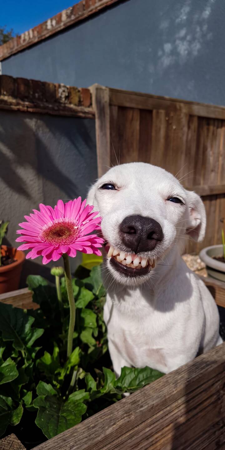 A hilarious white dog flashes a wide grin with all its teeth, squinting happily next to a vibrant pink daisy in this sunny 4K wallpaper. This delightful wallpaper is perfect for any iPhone, bringing a touch of playful joy to your screen. | dog smile pet iphone wallpaper mobile 4k wallpaper hd wallpaper cute dog funny dog pink flower white dog A hilarious white dog flashes a wide grin with all its teeth, squinting happily next to a vibrant pink daisy in this sunny 4K wallpaper. This delightful wallpaper is perfect for any iPhone, bringing a touch of playful joy to your screen.