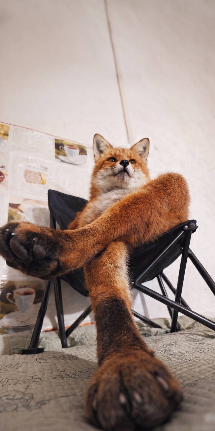 With its legs casually crossed, this sly fox relaxes comfortably in a black chair, looking up with an air of sophisticated confidence in this captivating 4K wallpaper â a perfect mobile wallpaper for your iPhone. | aesthetic animal cute iphone wallpaper chill fox mobile 4k wallpaper hd wallpaper wildlife red fox With its legs casually crossed, this sly fox relaxes comfortably in a black chair, looking up with an air of sophisticated confidence in this captivating 4K wallpaper â a perfect mobile wallpaper for your iPhone.