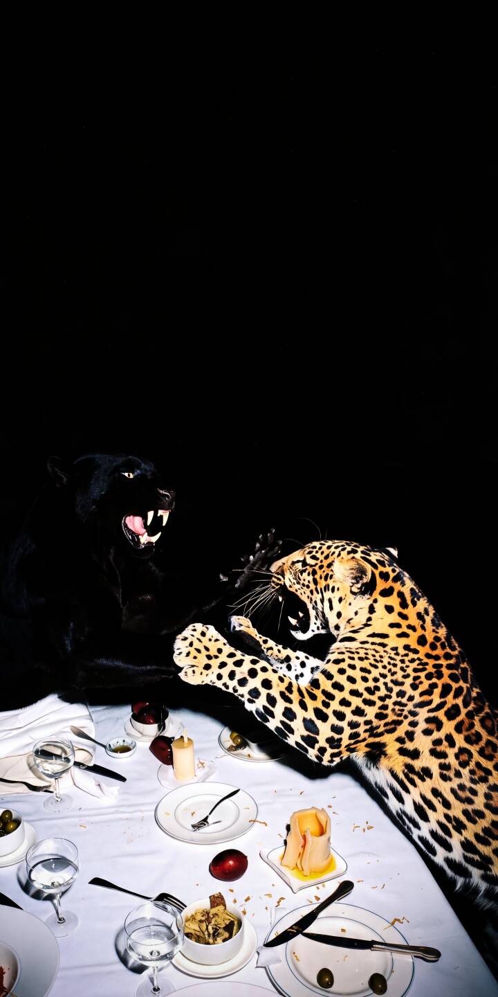 A snarling black panther faces off against a fierce leopard, teeth bared, amidst a chaotic dinner table setting in this striking 4K wallpaper. This intense visual makes an excellent wallpaper for iPhone users seeking dramatic wildlife. | dark iphone leopard panther wallpaper mobile 4k wallpaper hd wallpaper wildlife big cat dramatic dinner table A snarling black panther faces off against a fierce leopard, teeth bared, amidst a chaotic dinner table setting in this striking 4K wallpaper. This intense visual makes an excellent wallpaper for iPhone users seeking dramatic wildlife.