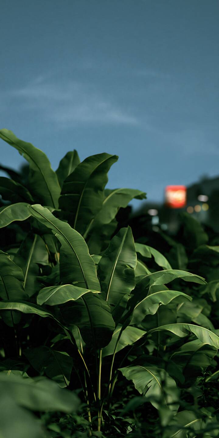 Lush tropical leaves fill a peaceful garden beneath a soft blue evening sky. Deep green foliage catches the last traces of natural light, while distant city lights fade into a dreamy background blur. The rich botanical textures and cool twilight tones create a refreshing, cinematic atmosphere filled with tranquility and the quiet beauty of nature. | greenery nature leaves tropical botanical Lush tropical leaves fill a peaceful garden beneath a soft blue evening sky. Deep green foliage catches the last traces of natural light, while distant city lights fade into a dreamy background blur. The rich botanical textures and cool twilight tones create a refreshing, cinematic atmosphere filled with tranquility and the quiet beauty of nature.