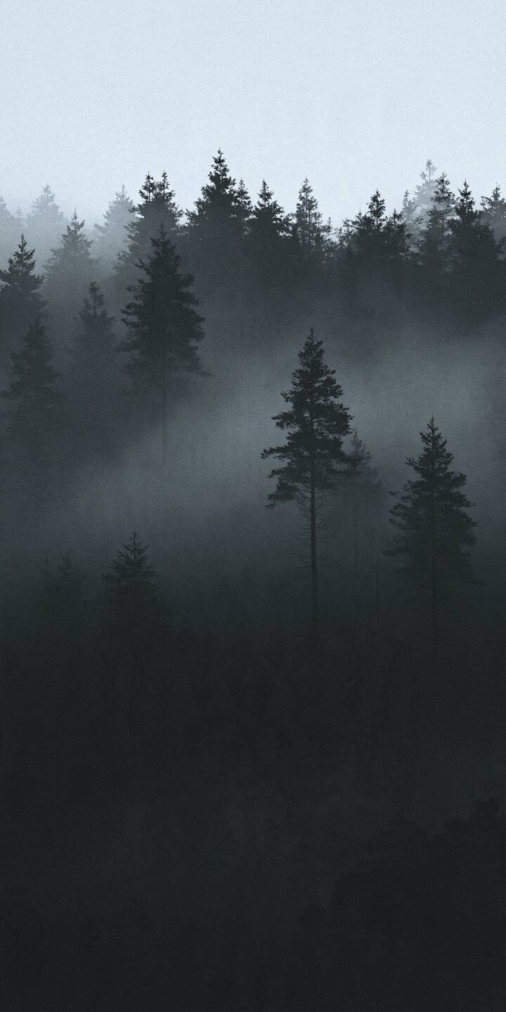 A mysterious evergreen forest disappears into layers of thick morning mist, with dark pine silhouettes emerging from the soft gray fog. The subtle monochrome palette, atmospheric depth, and fading shadows create a hauntingly beautiful landscape filled with silence, solitude, and the peaceful mystery of untouched nature. | dark nature solitude moody peaceful A mysterious evergreen forest disappears into layers of thick morning mist, with dark pine silhouettes emerging from the soft gray fog. The subtle monochrome palette, atmospheric depth, and fading shadows create a hauntingly beautiful landscape filled with silence, solitude, and the peaceful mystery of untouched nature.
