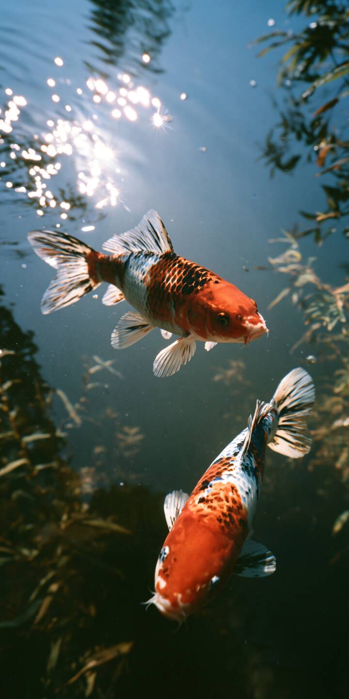 Two beautiful koi fish glide gracefully through a tranquil garden pond, their vibrant orange, white, and black patterns shimmering beneath the sunlight. Sparkling reflections dance across the water while soft aquatic plants and gentle shadows create a rich sense of depth. The peaceful composition captures the elegance of nature, blending movement, harmony, and the timeless serenity of an ornamental koi pond. | fish nature pond sunlight koi Two beautiful koi fish glide gracefully through a tranquil garden pond, their vibrant orange, white, and black patterns shimmering beneath the sunlight. Sparkling reflections dance across the water while soft aquatic plants and gentle shadows create a rich sense of depth. The peaceful composition captures the elegance of nature, blending movement, harmony, and the timeless serenity of an ornamental koi pond.