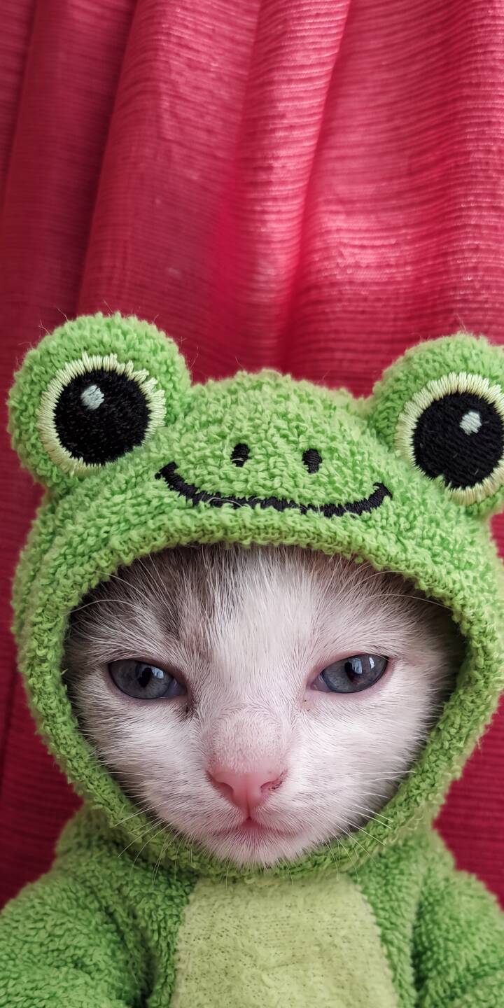 A charming kitten's blue eyes gaze out from within an adorable green frog costume, creating a delightful 4K wallpaper perfect for your iPhone. This sweet animal wallpaper captures intricate details of its tiny pink nose and embroidered frog features against a soft red backdrop. | animal cat pet cute iphone wallpaper kitten mobile 4k wallpaper hd wallpaper adorable frog costume A charming kitten's blue eyes gaze out from within an adorable green frog costume, creating a delightful 4K wallpaper perfect for your iPhone. This sweet animal wallpaper captures intricate details of its tiny pink nose and embroidered frog features against a soft red backdrop.