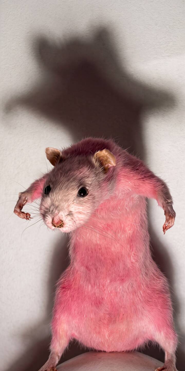 The vibrant pink fur of this standing rat, cast against a stark wall, creates a surreal and captivating 4K wallpaper. Its mysterious shadow adds an intriguing layer, making this a truly unique wallpaper for your iPhone. | funny animal shadow iphone wallpaper mobile 4k wallpaper hd wallpaper rodent surreal rat pink rat The vibrant pink fur of this standing rat, cast against a stark wall, creates a surreal and captivating 4K wallpaper. Its mysterious shadow adds an intriguing layer, making this a truly unique wallpaper for your iPhone.