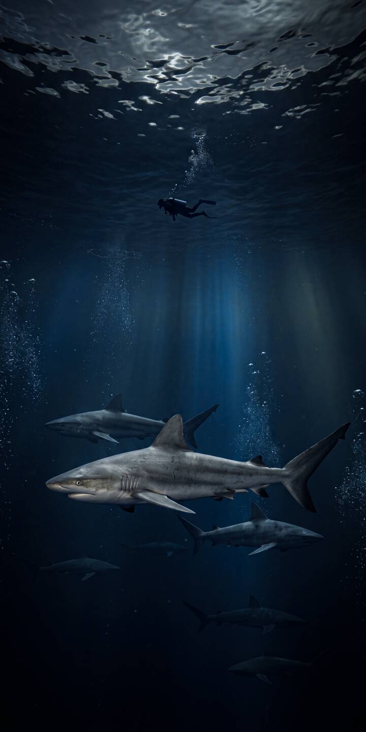 Shafts of light pierce the dark blue depths as a lone diver encounters a chilling school of sharks in this stunning 4K wallpaper, making for an incredibly dramatic iPhone wallpaper. | underwater diver iphone sharks ocean wallpaper mobile 4k wallpaper hd wallpaper marine life deep sea Shafts of light pierce the dark blue depths as a lone diver encounters a chilling school of sharks in this stunning 4K wallpaper, making for an incredibly dramatic iPhone wallpaper.