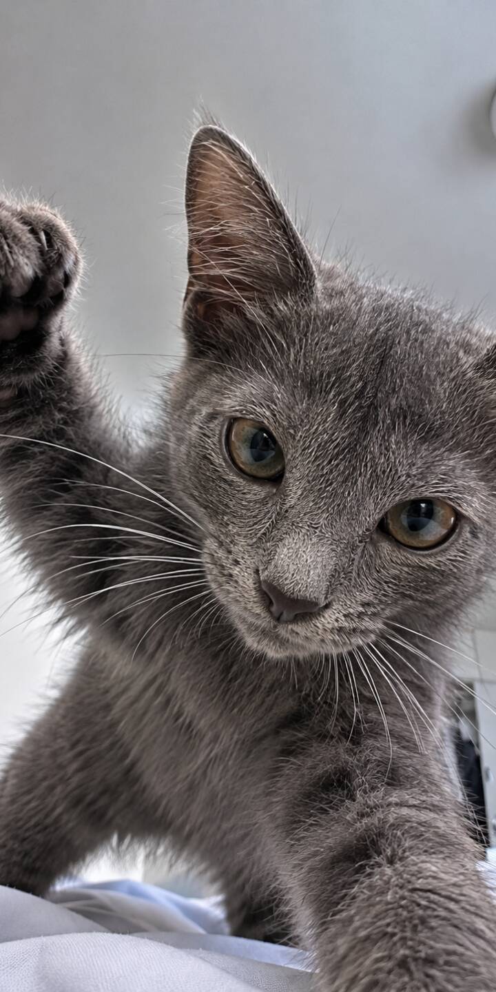 A charming gray kitten playfully reaches out with a paw, its bright, curious eyes capturing the viewer in this delightful 4K wallpaper. This adorable wallpaper, showcasing soft gray fur and delicate white whiskers, is a perfect find for your iPhone. | 3d mobile wallpaper can move A charming gray kitten playfully reaches out with a paw, its bright, curious eyes capturing the viewer in this delightful 4K wallpaper. This adorable wallpaper, showcasing soft gray fur and delicate white whiskers, is a perfect find for your iPhone.