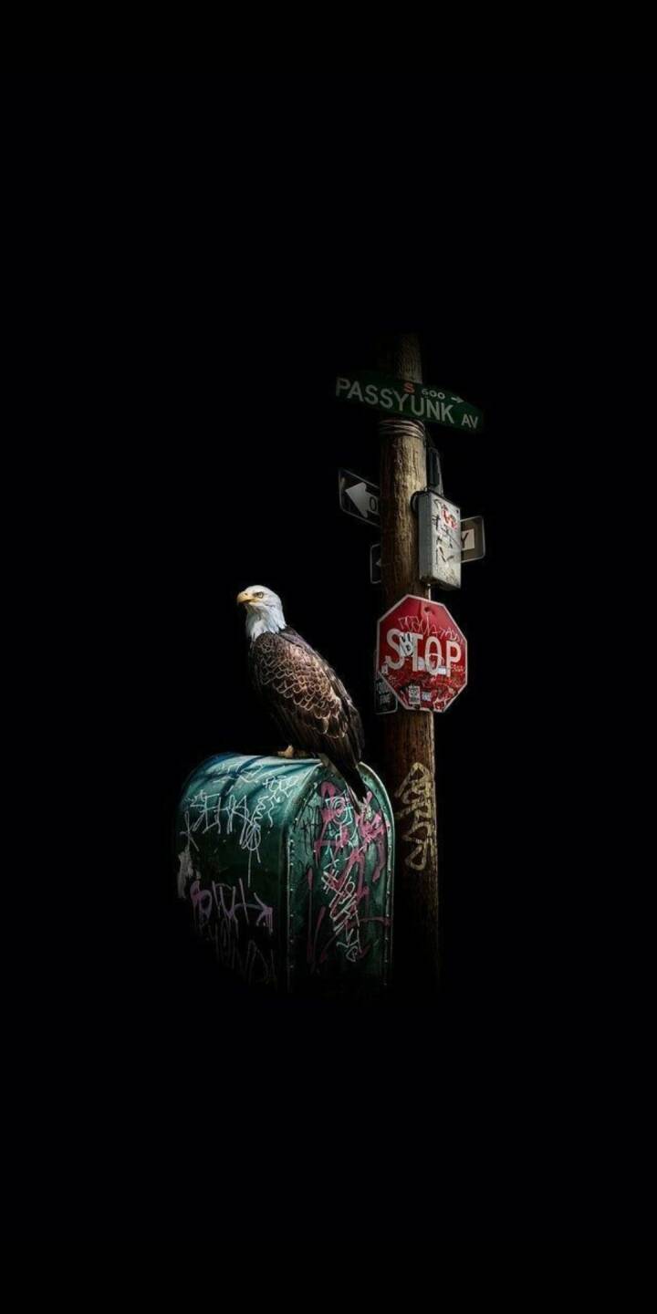 A regal bald eagle perches intently on a graffiti-covered mailbox under a 'Passyunk Ave' street sign, creating a captivating urban 4K wallpaper for iPhone. This detailed wallpaper features a stark black background highlighting the bird and gritty street elements. | art A regal bald eagle perches intently on a graffiti-covered mailbox under a 'Passyunk Ave' street sign, creating a captivating urban 4K wallpaper for iPhone. This detailed wallpaper features a stark black background highlighting the bird and gritty street elements.