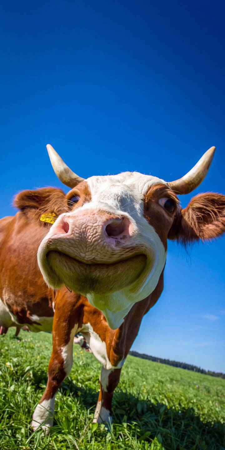 A curious cow's exaggerated wide-angle face with a big pink nose fills the frame under a bright blue sky, making this a delightful 4K wallpaper. This happy farm animal wallpaper is perfect for any iPhone. | funny cute iphone wallpaper blue sky mobile 4k wallpaper hd wallpaper cow farm animal bovine wide-angle A curious cow's exaggerated wide-angle face with a big pink nose fills the frame under a bright blue sky, making this a delightful 4K wallpaper. This happy farm animal wallpaper is perfect for any iPhone.