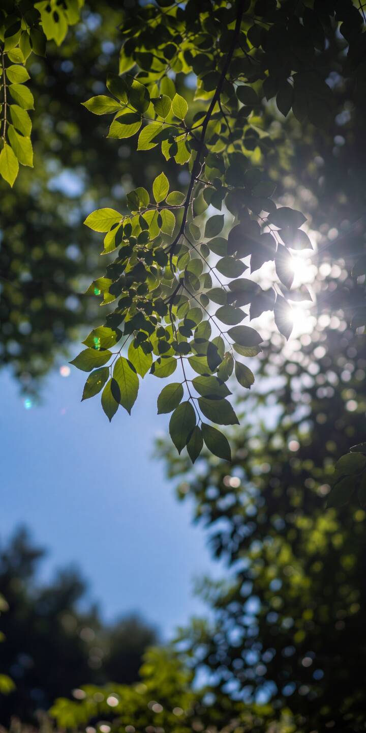 Bright sun rays pierce through fresh green leaves, creating a shimmering lens flare against a clear blue sky in this stunning 4K nature wallpaper, perfect as an iPhone background. | forest green iphone nature leaves wallpaper mobile sunlight 4k wallpaper hd wallpaper bokeh fresh Bright sun rays pierce through fresh green leaves, creating a shimmering lens flare against a clear blue sky in this stunning 4K nature wallpaper, perfect as an iPhone background.