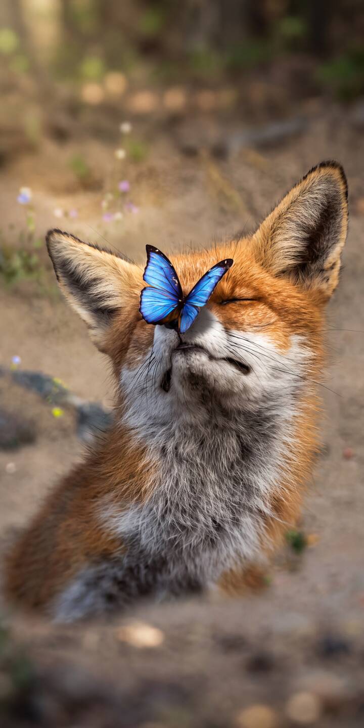 A vibrant blue butterfly delicately rests on a fox's nose, its eyes closed in a serene moment of calm, creating an enchanting 4K wallpaper that's perfect for your iPhone. | animal cute iphone nature wallpaper fox mobile peaceful 4k wallpaper hd wallpaper wildlife blue butterfly A vibrant blue butterfly delicately rests on a fox's nose, its eyes closed in a serene moment of calm, creating an enchanting 4K wallpaper that's perfect for your iPhone.