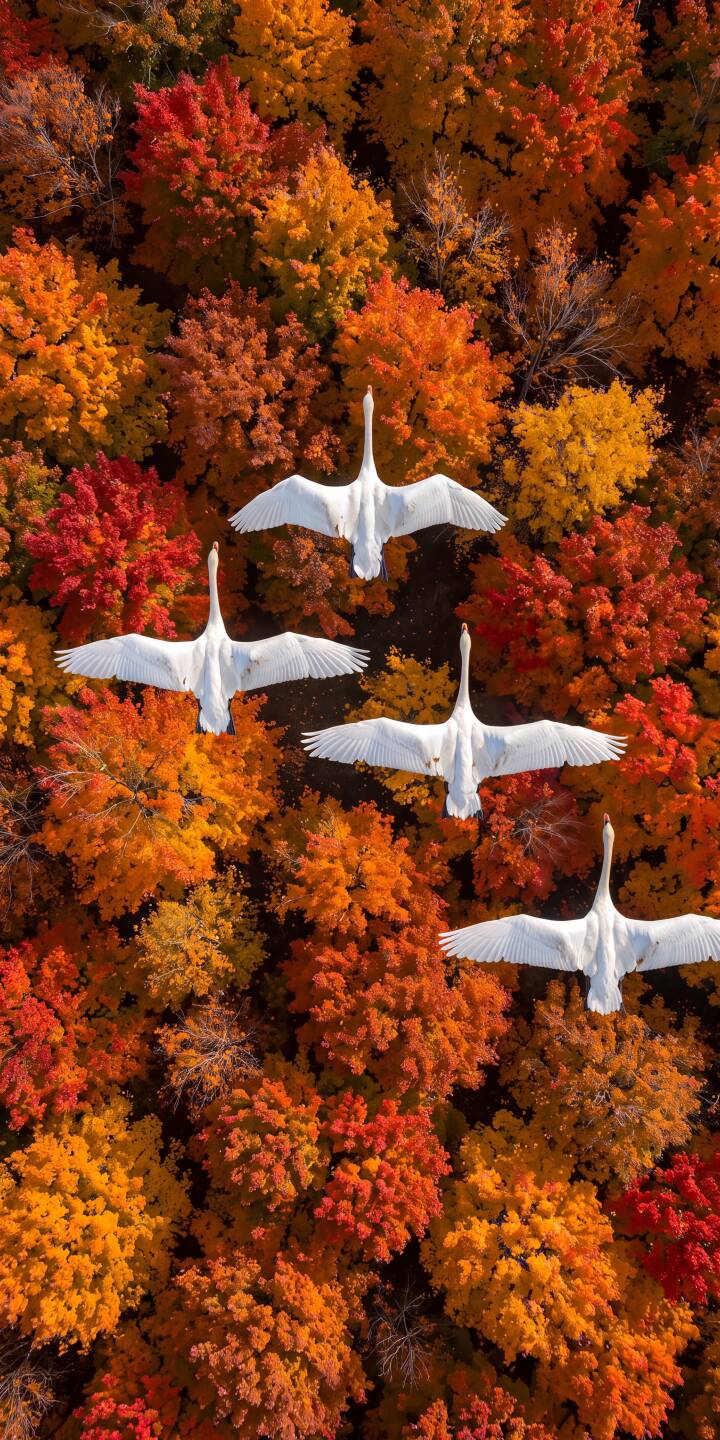 Four pristine white swans soar in perfect formation above a breathtaking tapestry of vibrant red and orange autumn trees in this stunning 4K wallpaper. It's an ideal wallpaper for iPhone users seeking a serene and colorful nature scene. | fall colorful iphone nature autumn birds wallpaper mobile 4k wallpaper hd wallpaper aerial swans Four pristine white swans soar in perfect formation above a breathtaking tapestry of vibrant red and orange autumn trees in this stunning 4K wallpaper. It's an ideal wallpaper for iPhone users seeking a serene and colorful nature scene.