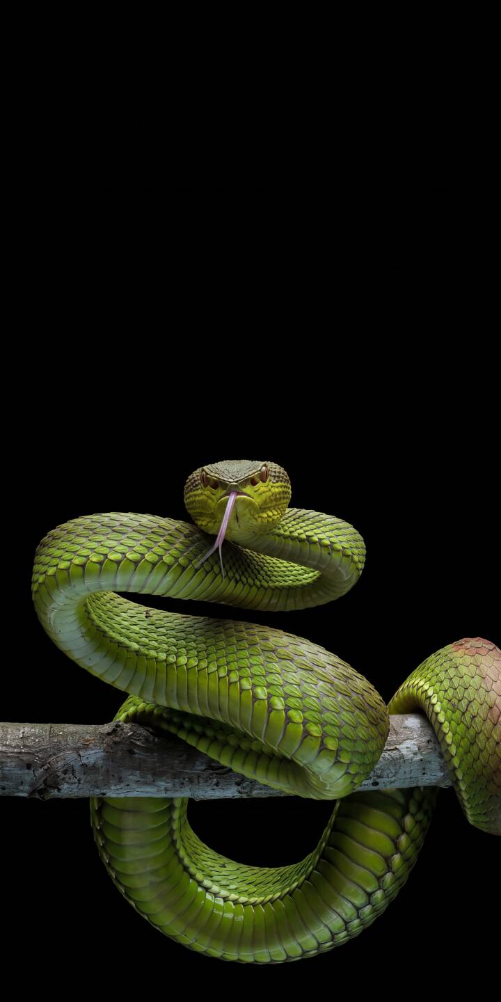 Piercing yellow eyes and an extended forked tongue fixate on the viewer as this vibrant green pit viper strikes an alert pose on a branch, creating an intense 4K wallpaper. This stunning snake wallpaper is perfect for iPhone users seeking a bold lock screen. | snake iphone wallpaper mobile 4k wallpaper hd wallpaper wildlife viper dark background reptile green snake pit viper Piercing yellow eyes and an extended forked tongue fixate on the viewer as this vibrant green pit viper strikes an alert pose on a branch, creating an intense 4K wallpaper. This stunning snake wallpaper is perfect for iPhone users seeking a bold lock screen.