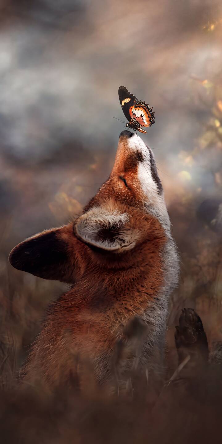 A delicate butterfly with striking orange and black wings balances perfectly on a majestic red fox's nose, as the fox gazes upwards into a softly blurred, golden-hued background in this stunning 4K wallpaper. This serene nature scene makes an ideal peaceful wallpaper for your iPhone. | animal iphone nature wallpaper fox mobile butterfly peaceful 4k wallpaper hd wallpaper wildlife red fox A delicate butterfly with striking orange and black wings balances perfectly on a majestic red fox's nose, as the fox gazes upwards into a softly blurred, golden-hued background in this stunning 4K wallpaper. This serene nature scene makes an ideal peaceful wallpaper for your iPhone.