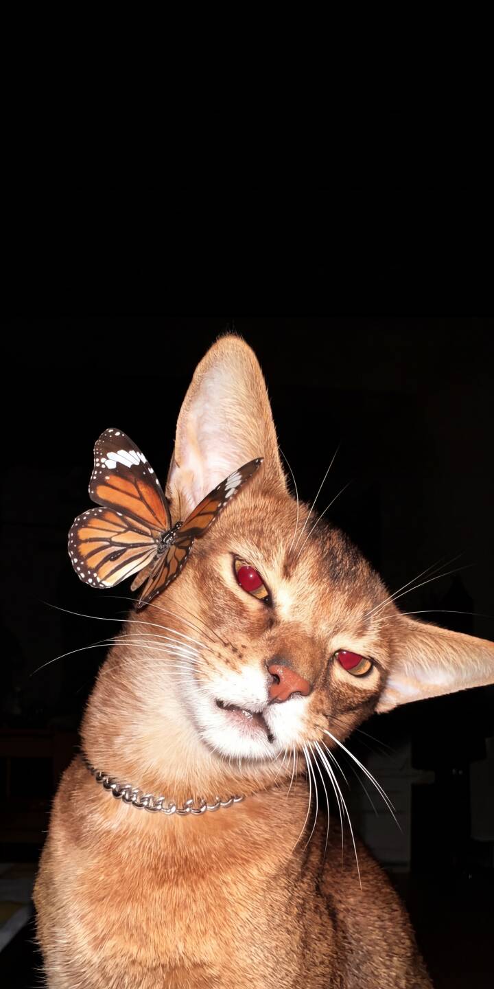 An orange and black butterfly delicately rests on the ear of a curious cat with striking reddish eyes in this stunning 4K wallpaper. This charming animal wallpaper for iPhone users captures a unique and playful moment against a dark background. | aesthetic dark cat cute iphone wallpaper red eyes mobile butterfly 4k wallpaper hd wallpaper abyssinian An orange and black butterfly delicately rests on the ear of a curious cat with striking reddish eyes in this stunning 4K wallpaper. This charming animal wallpaper for iPhone users captures a unique and playful moment against a dark background.