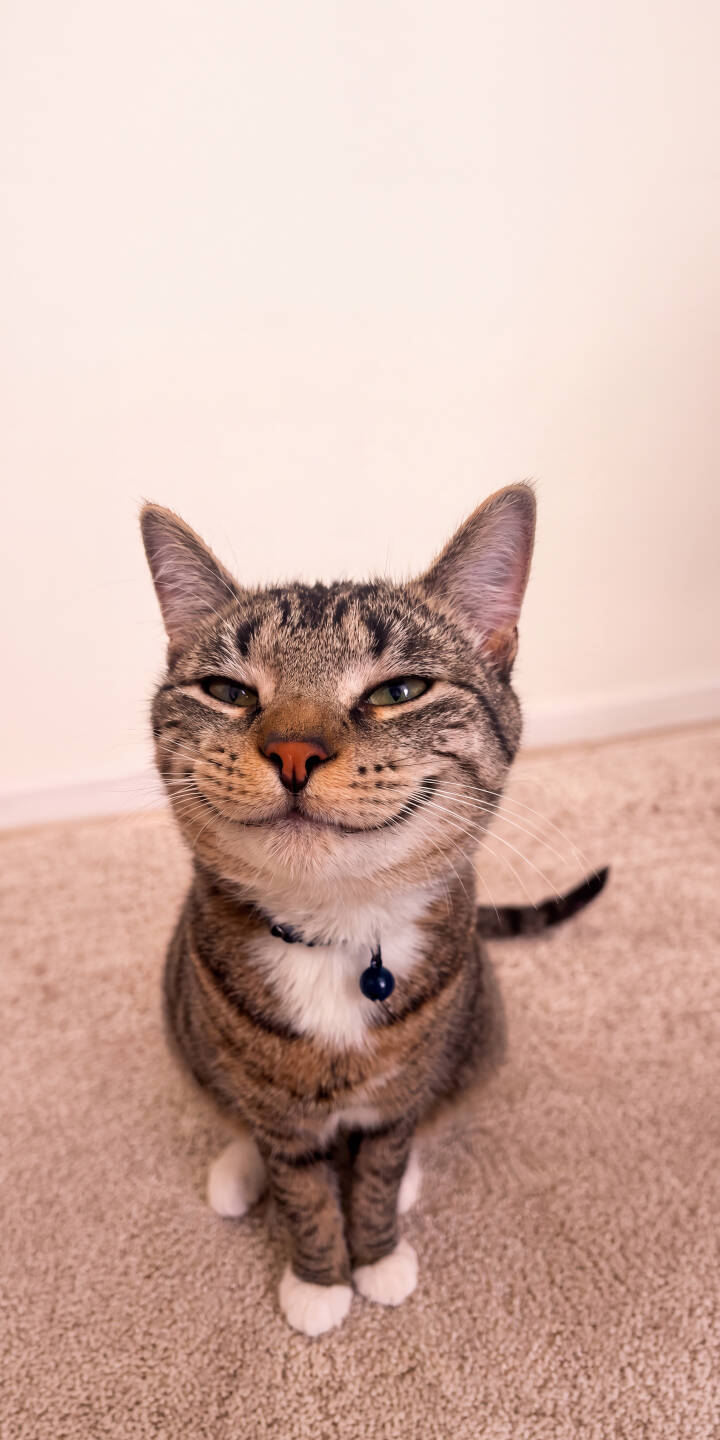 A charming tabby cat flashes a distinct, happy smirk with slightly closed eyes and crossed white paws in this heartwarming 4K wallpaper, making it a purr-fect wallpaper for your iPhone. | cat pet cute iphone kitty wallpaper mobile 4k wallpaper hd wallpaper feline smiling cat tabby cat A charming tabby cat flashes a distinct, happy smirk with slightly closed eyes and crossed white paws in this heartwarming 4K wallpaper, making it a purr-fect wallpaper for your iPhone.