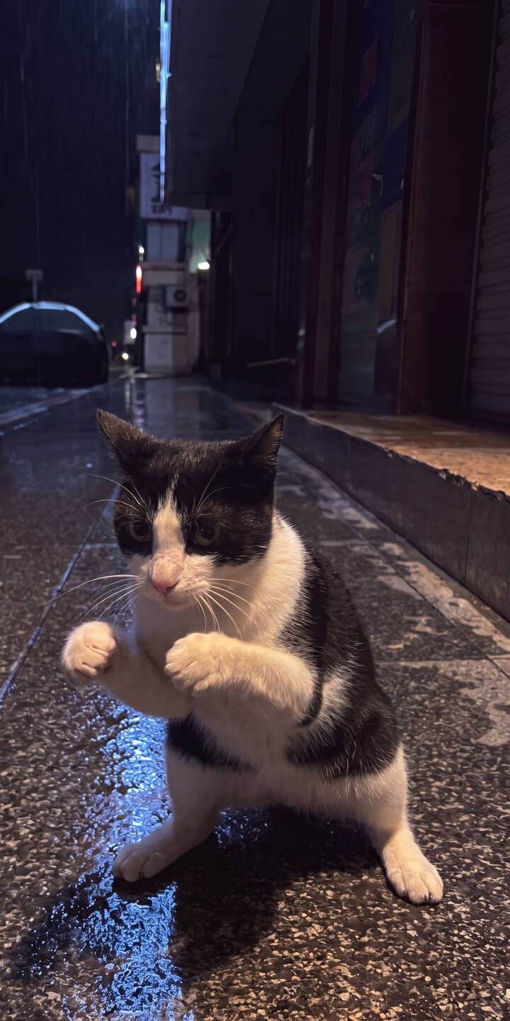 Standing on its hind legs with paws curled in a comical boxing stance, this adorable black and white cat stares intently from a glistening wet street in this captivating 4K wallpaper — an endearing wallpaper for iPhone users looking for a unique and heartwarming background. | cat cute iphone wallpaper mobile 4k wallpaper hd wallpaper funny cat rainy night black and white cat street cat boxing cat Standing on its hind legs with paws curled in a comical boxing stance, this adorable black and white cat stares intently from a glistening wet street in this captivating 4K wallpaper — an endearing wallpaper for iPhone users looking for a unique and heartwarming background.