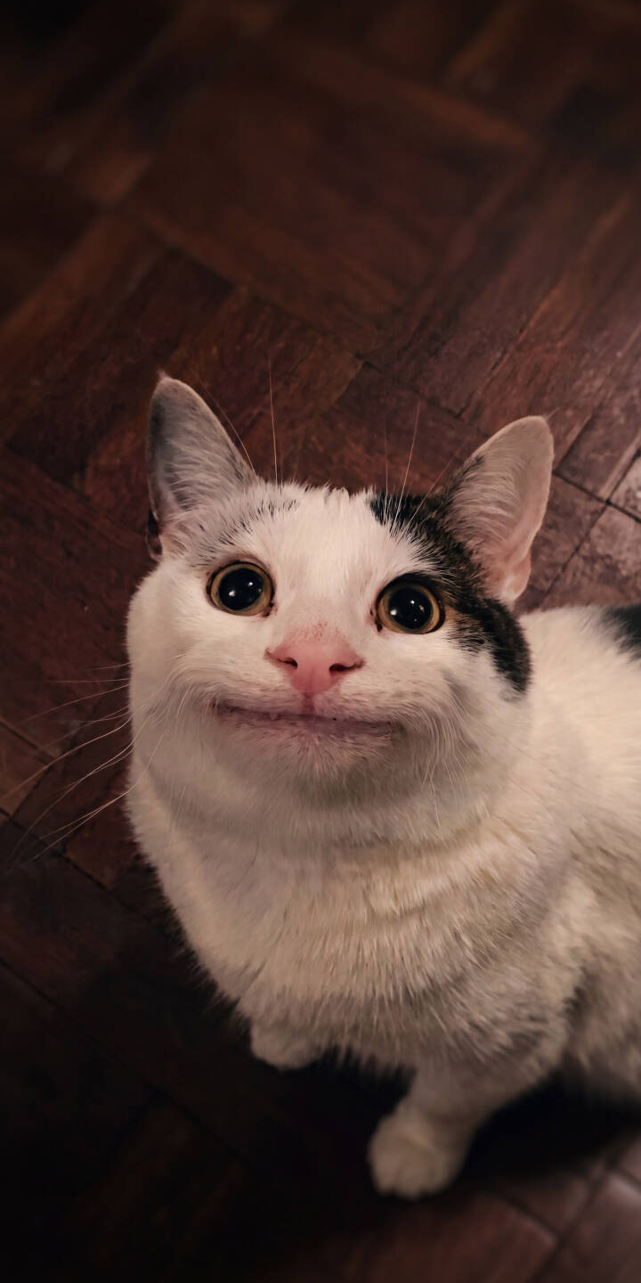 The internet-famous Polite Cat's wide, innocent eyes and subtle upturned mouth gaze upward, capturing a heartwarming moment in this charming 4K wallpaper â an ideal wallpaper for iPhone fans who appreciate a touch of cuteness. | pet cute iphone wallpaper mobile white cat 4k wallpaper hd wallpaper adorable smiling cat cat meme polite cat The internet-famous Polite Cat's wide, innocent eyes and subtle upturned mouth gaze upward, capturing a heartwarming moment in this charming 4K wallpaper â an ideal wallpaper for iPhone fans who appreciate a touch of cuteness.