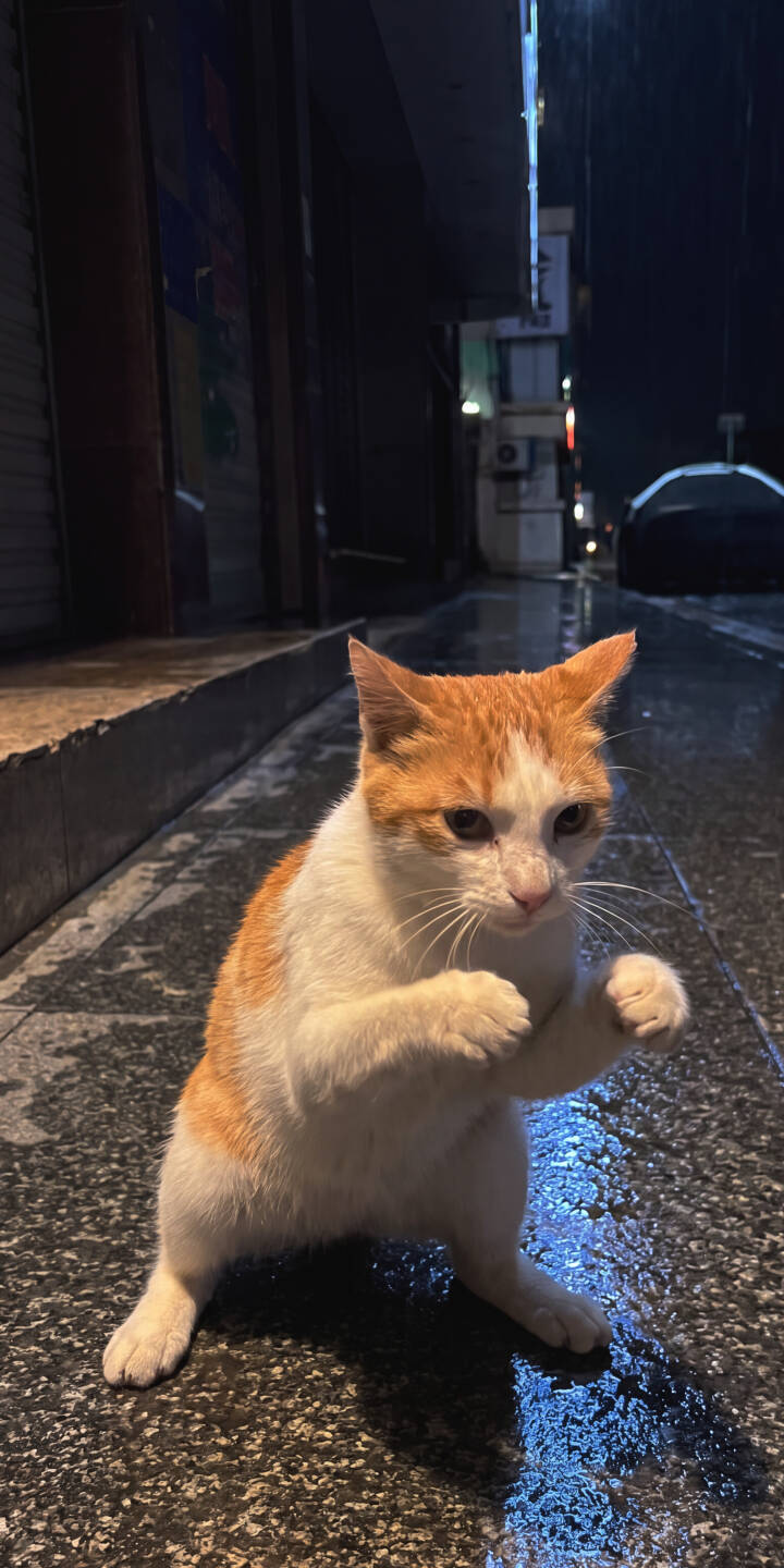An adorable orange and white cat stands on its hind legs, appearing to 'box' on a wet, reflective street at night in this charming 4K wallpaper — an ideal wallpaper for your iPhone screen. | animal cat rainy iphone wallpaper mobile cute cat 4k wallpaper hd wallpaper orange cat night aesthetic street cat An adorable orange and white cat stands on its hind legs, appearing to 'box' on a wet, reflective street at night in this charming 4K wallpaper — an ideal wallpaper for your iPhone screen.