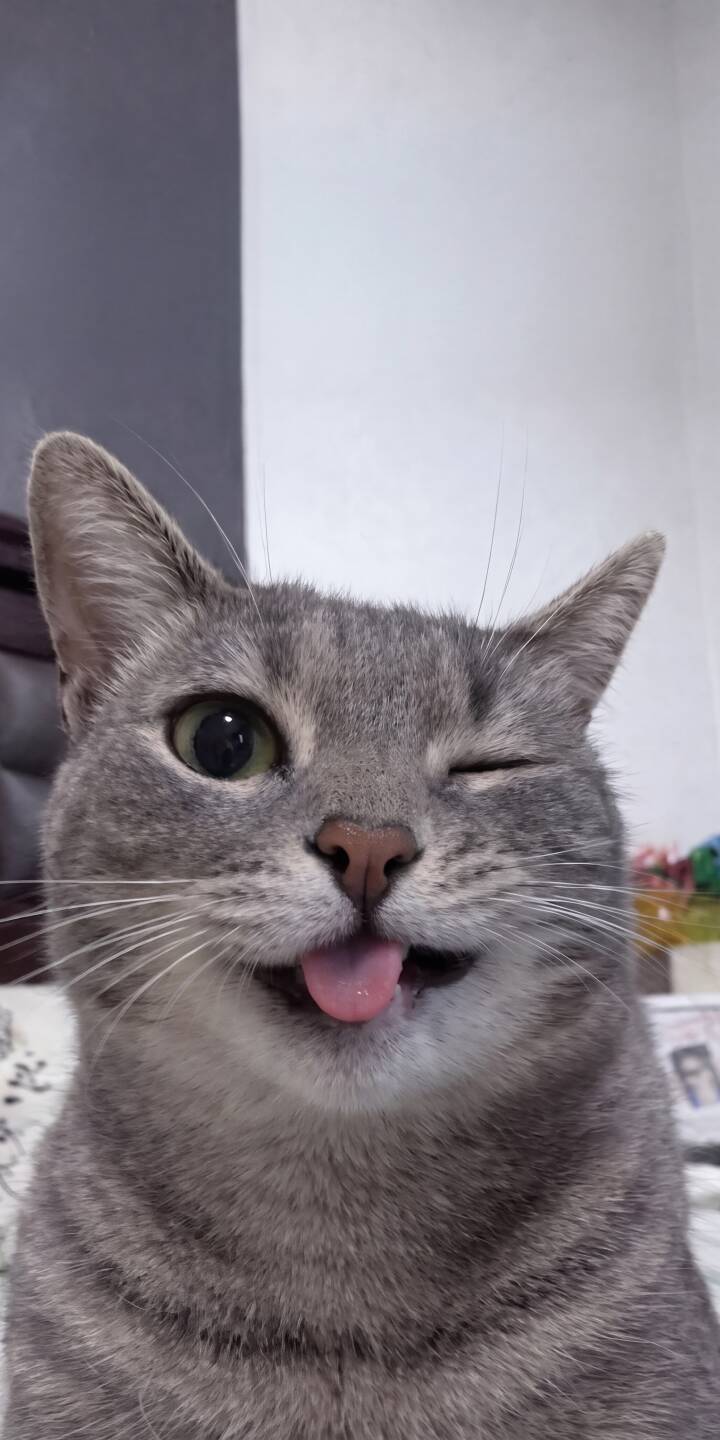 A mischievous gray tabby cat winks with one eye and playfully sticks out its tongue in this adorable 4K wallpaper. This charming close-up creates a delightful iPhone wallpaper for any cat lover. | funny animal cat cute iphone wallpaper mobile 4k wallpaper hd wallpaper tabby cat winking cat tongue out cat A mischievous gray tabby cat winks with one eye and playfully sticks out its tongue in this adorable 4K wallpaper. This charming close-up creates a delightful iPhone wallpaper for any cat lover.