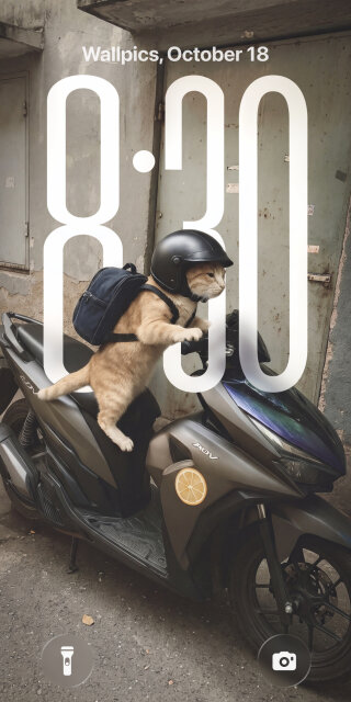Adventure Cat Scooter Wallpaper