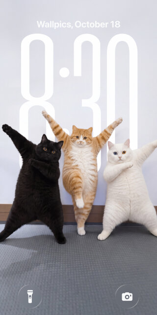 Humorous Posing Cats Wallpaper